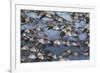 Western sandpiper flock, migration flight-Ken Archer-Framed Photographic Print