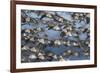 Western sandpiper flock, migration flight-Ken Archer-Framed Photographic Print