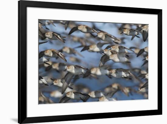 Western sandpiper flock, migration flight-Ken Archer-Framed Photographic Print