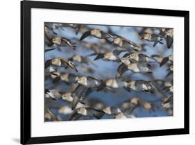 Western sandpiper flock, migration flight-Ken Archer-Framed Photographic Print