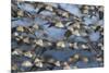 Western sandpiper flock, migration flight-Ken Archer-Mounted Photographic Print