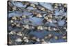 Western sandpiper flock, migration flight-Ken Archer-Stretched Canvas