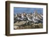 Western sandpiper flock resting.-Ken Archer-Framed Photographic Print