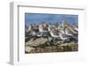 Western sandpiper flock resting.-Ken Archer-Framed Photographic Print
