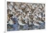 Western sandpiper flock.-Ken Archer-Framed Photographic Print