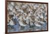 Western sandpiper flock.-Ken Archer-Framed Photographic Print