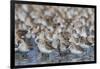 Western sandpiper flock.-Ken Archer-Framed Photographic Print