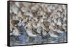 Western sandpiper flock.-Ken Archer-Framed Stretched Canvas