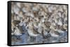 Western sandpiper flock.-Ken Archer-Framed Stretched Canvas