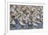 Western sandpiper flock.-Ken Archer-Framed Photographic Print