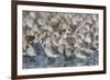 Western sandpiper flock.-Ken Archer-Framed Photographic Print