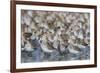 Western sandpiper flock.-Ken Archer-Framed Photographic Print