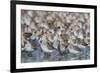 Western sandpiper flock.-Ken Archer-Framed Photographic Print