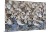 Western sandpiper flock.-Ken Archer-Mounted Photographic Print