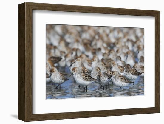 Western sandpiper flock.-Ken Archer-Framed Photographic Print