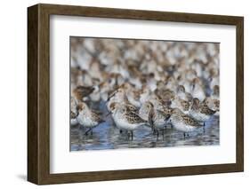 Western sandpiper flock.-Ken Archer-Framed Photographic Print