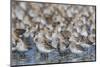 Western sandpiper flock.-Ken Archer-Mounted Photographic Print