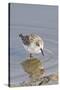 Western Sandpiper-Hal Beral-Stretched Canvas