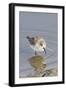 Western Sandpiper-Hal Beral-Framed Premium Photographic Print