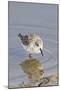 Western Sandpiper-Hal Beral-Mounted Premium Photographic Print