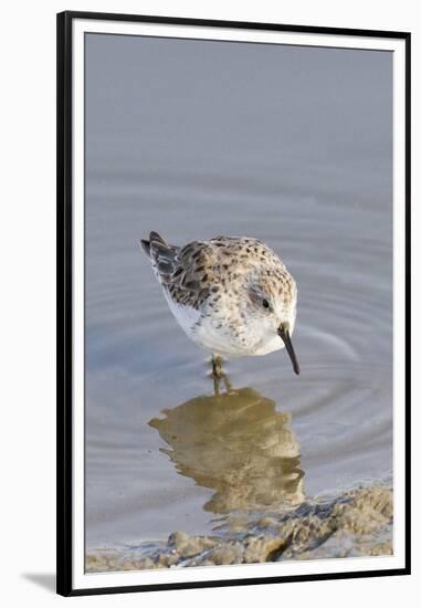 Western Sandpiper-Hal Beral-Framed Premium Photographic Print