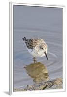 Western Sandpiper-Hal Beral-Framed Premium Photographic Print