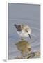 Western Sandpiper-Hal Beral-Framed Photographic Print