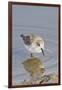 Western Sandpiper-Hal Beral-Framed Photographic Print