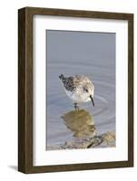 Western Sandpiper-Hal Beral-Framed Photographic Print