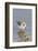 Western Sandpiper-Hal Beral-Framed Photographic Print