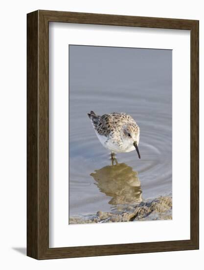 Western Sandpiper-Hal Beral-Framed Photographic Print