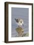 Western Sandpiper-Hal Beral-Framed Photographic Print