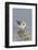 Western Sandpiper-Hal Beral-Framed Photographic Print