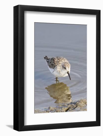 Western Sandpiper-Hal Beral-Framed Photographic Print