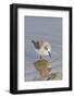 Western Sandpiper-Hal Beral-Framed Photographic Print