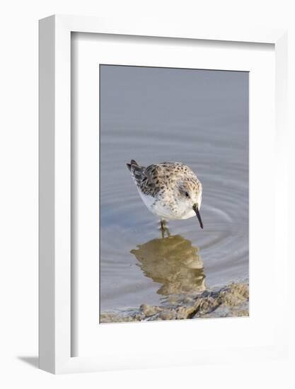 Western Sandpiper-Hal Beral-Framed Photographic Print