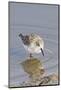 Western Sandpiper-Hal Beral-Mounted Photographic Print