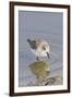 Western Sandpiper-Hal Beral-Framed Photographic Print