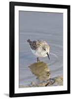 Western Sandpiper-Hal Beral-Framed Photographic Print