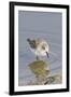 Western Sandpiper-Hal Beral-Framed Photographic Print