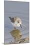 Western Sandpiper-Hal Beral-Mounted Photographic Print