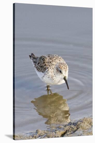 Western Sandpiper-Hal Beral-Stretched Canvas