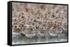 Western Sandpipers and Dunlin roosting, Washington, USA-Gerrit Vyn-Framed Stretched Canvas