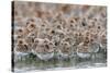 Western Sandpipers and Dunlin roosting, Washington, USA-Gerrit Vyn-Stretched Canvas