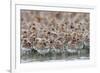 Western Sandpipers and Dunlin roosting, Washington, USA-Gerrit Vyn-Framed Photographic Print