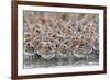 Western Sandpipers and Dunlin roosting, Washington, USA-Gerrit Vyn-Framed Photographic Print