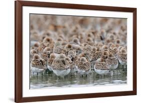 Western Sandpipers and Dunlin roosting, Washington, USA-Gerrit Vyn-Framed Photographic Print