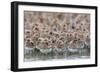 Western Sandpipers and Dunlin roosting, Washington, USA-Gerrit Vyn-Framed Photographic Print