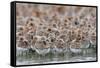 Western Sandpipers and Dunlin roosting, Washington, USA-Gerrit Vyn-Framed Stretched Canvas