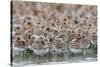 Western Sandpipers and Dunlin roosting, Washington, USA-Gerrit Vyn-Stretched Canvas